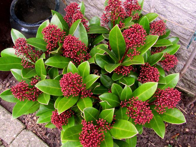 Skimmia - hjemmepleje. Dyrkning af skimmia, transplantation og reproduktion. Beskrivelse, typer. Foto