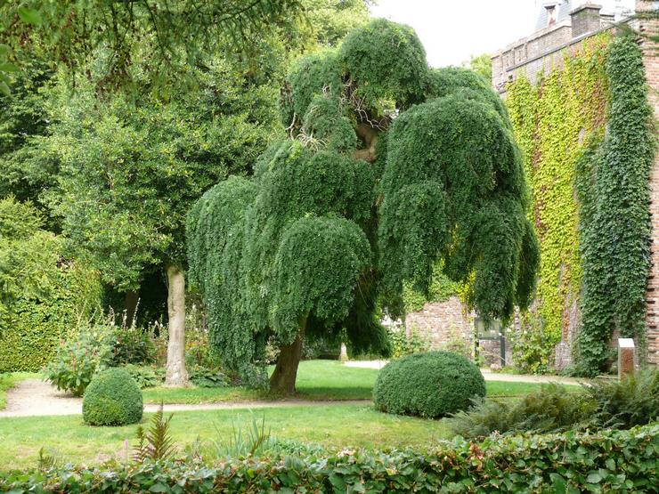 Starostlivosť o Sophora japonica