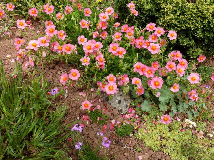 Auringonkukka on vaihdettavissa