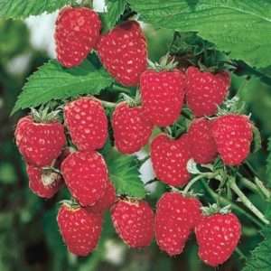 تؤتي ثمار توت العليق هرقل مرتين في السنة ، بينما قد يستمر الحصاد الثاني حتى الصقيع الأول