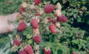 يمكن حصاد ما يصل إلى 3.5 كجم من التوت من شجيرة توت واحدة ، لذلك يقوم البستانيون بشكل متزايد بزراعة مجموعة هرقل في قطع أراضيهم. ليس من الضروري ربط الشتلات ، لأن الفروع مستقرة تمامًا. طعم التوت الحلو ، مع طفيفة