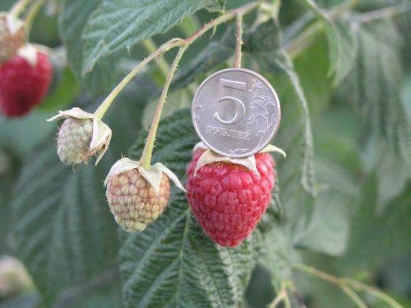 وصف Raspberry Hercules المتنوع والصور والتعليقات وكيفية النمو والرعاية