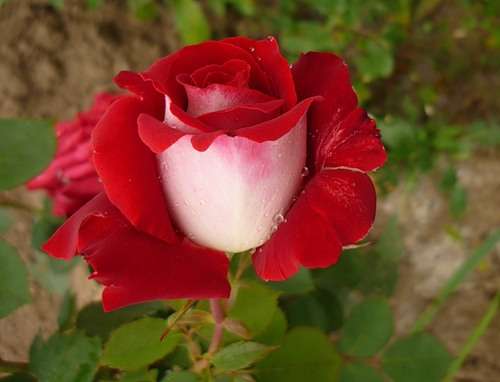 Rose -lajike Nicole: kuva, kuvaus Rose Nicole: valokuva, kuvaus ja arvostelut