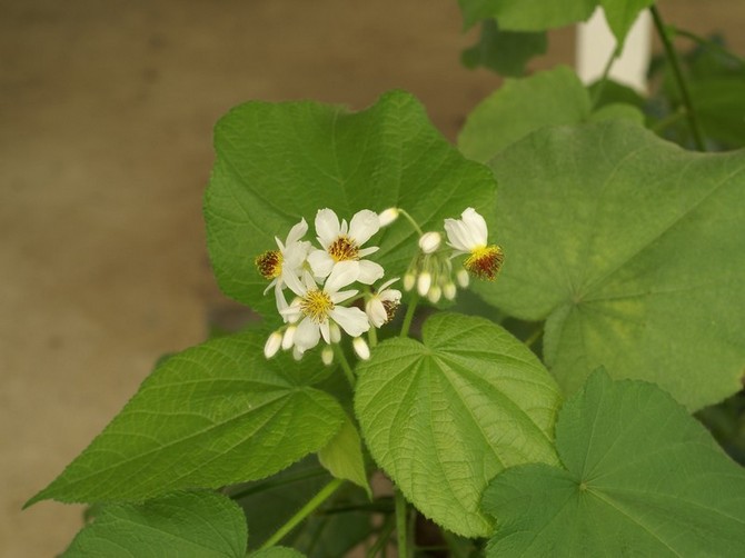 Sparmanian lisääntyminen