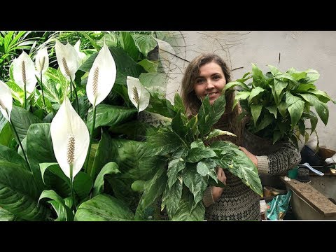 الطحال سعادة المرأة رعاية وزراعة الأعضاء