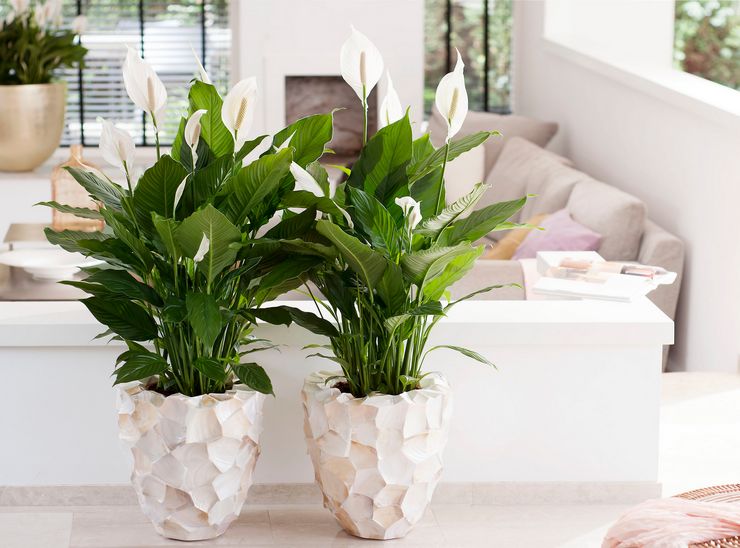 رعاية spathiphyllum في المنزل