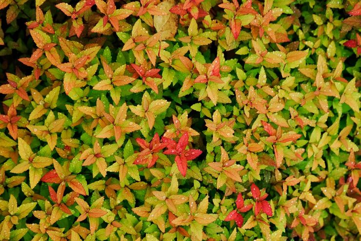 Spirea Goldflame