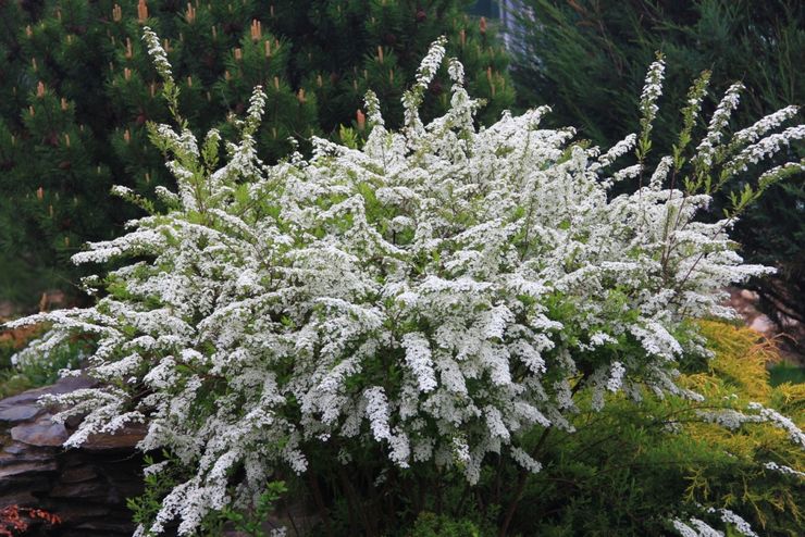 Γκρι Spirea