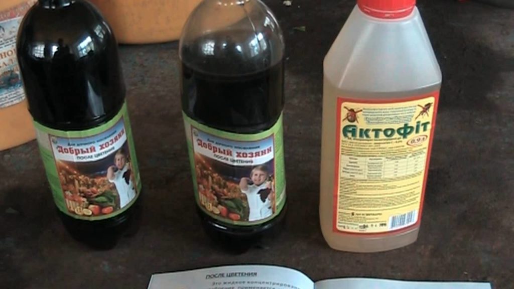 معالجة شجيرات الكشمش في الربيع من الآفات