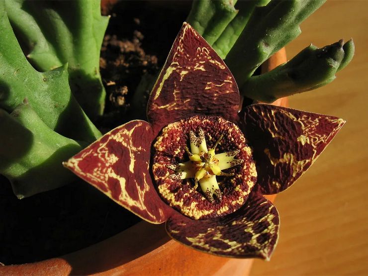 لا تتفتح Stapelia