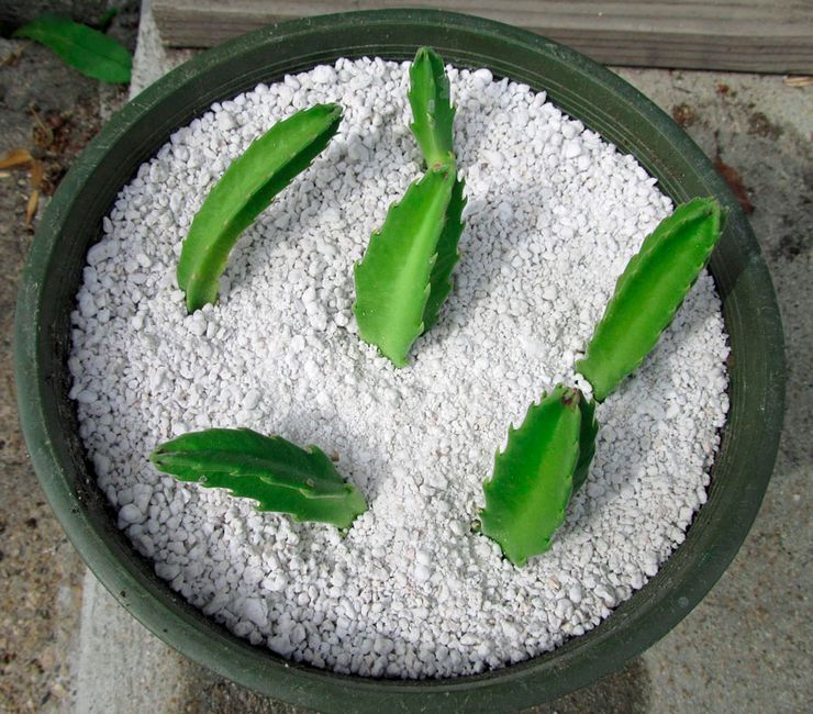 طرق تربية الماشية