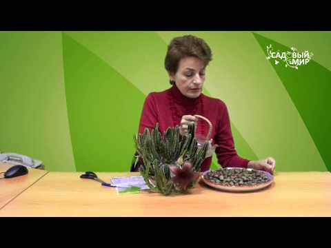 نباتات داخلية غير عادية ستابيليا