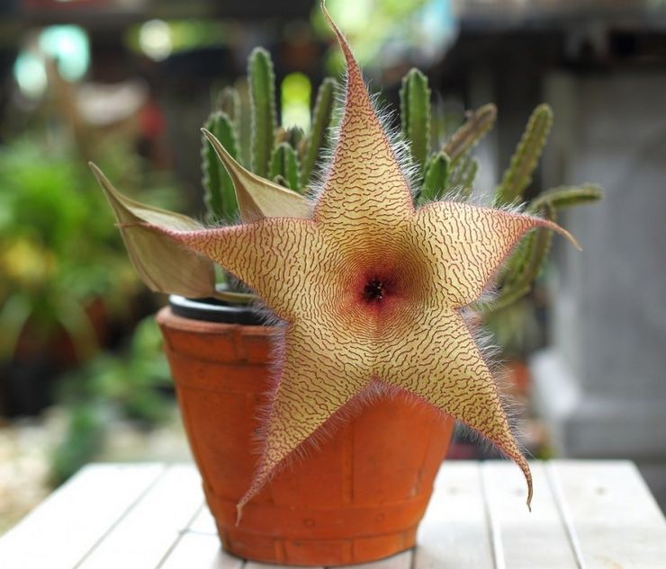 رعاية الأسهم في المنزل