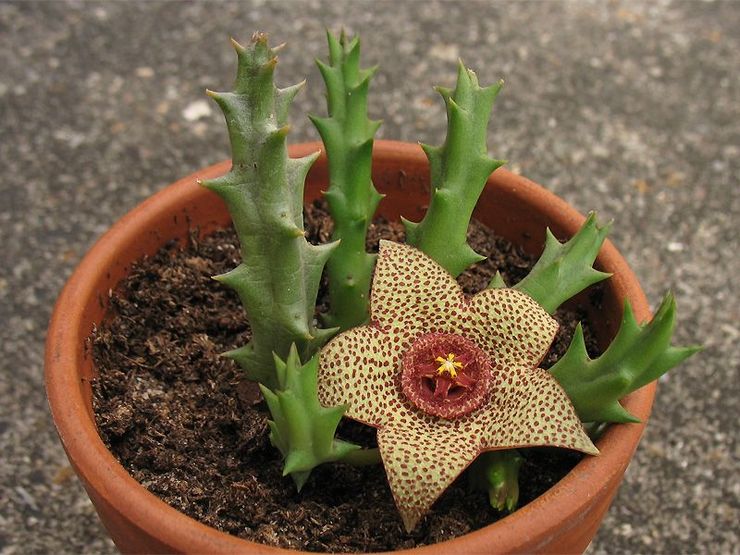 التربة لتنمية المخزونات