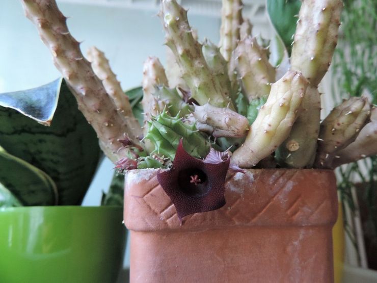 آفات وأمراض المخزونات