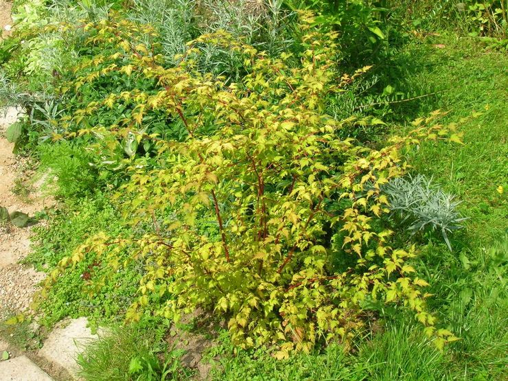 Reproduktion af Stefanandra ved lagdeling