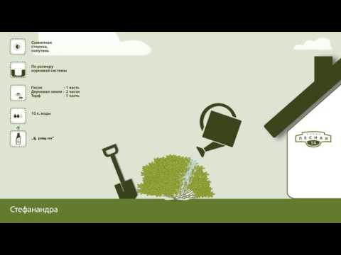 Stefanandra. Plantningsinstruktioner. Have Egne Hænder