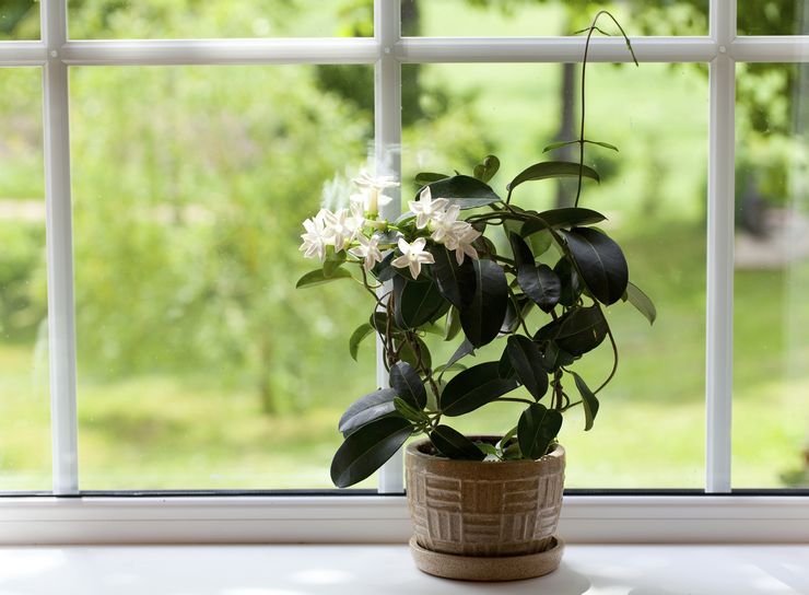 Omsorg for stephanotis derhjemme