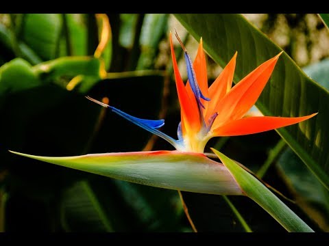 رويال ستريليتسيا. بذرة طائر الجنة