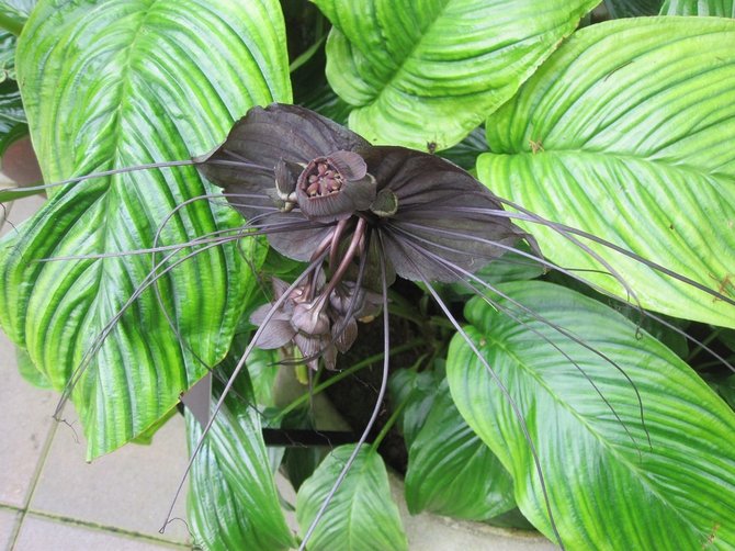 I den varme årstid kræver takka rigelig vanding.