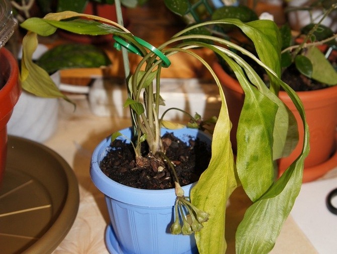 Det er nødvendigt at fodre takkaen fra det tidlige forår til midten af efteråret en gang hver anden uge.