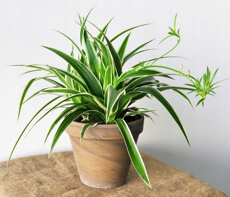 Chlorophytum