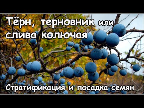 Blackthorn ή blackthorn ή φραγκόσυκο δαμάσκηνο - διαστρωμάτωση και φύτευση σπόρων