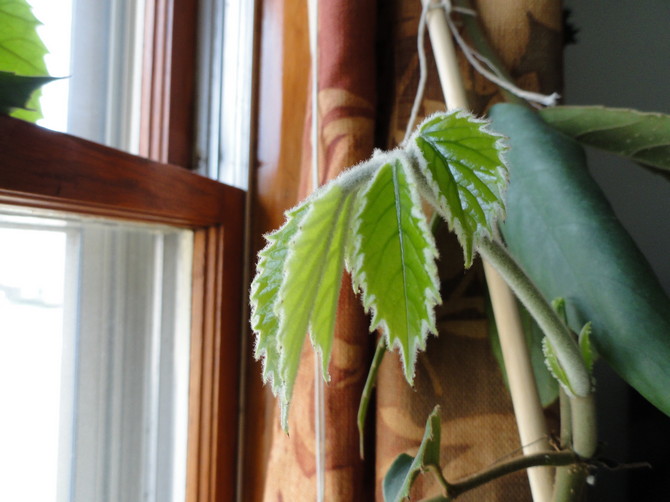 Φροντίδα για τετράστιγμα στο σπίτι