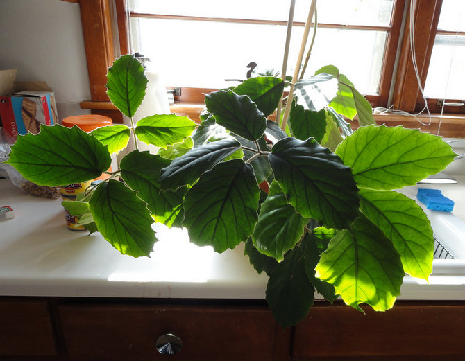 Η μέγιστη ανάπτυξη του τετραστιγμού είναι σε θέση να εμφανιστεί σε συνθήκες υψηλής ή υψηλής υγρασίας.