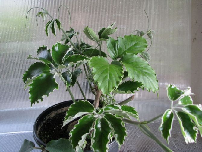 Την άνοιξη και το καλοκαίρι, το τετράστιγμα βρίσκεται σε περίοδο ενεργού ανάπτυξης.