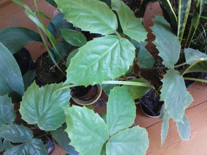 Αναπαραγωγή τετραστιγμάτων