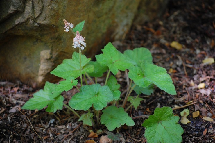 Plantning af tiarella