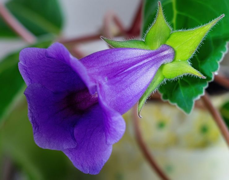 Beskrivelse af theidea