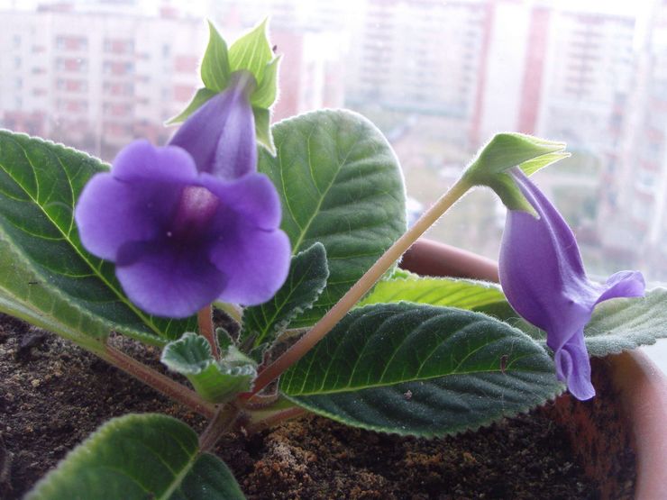 Tidea -transplantation