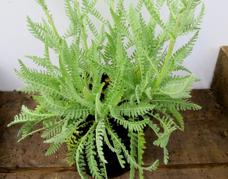 Siankärsämön eteneminen