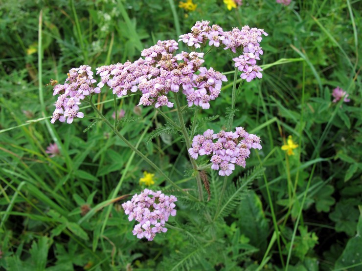 Yarrow maisemasuunnittelussa