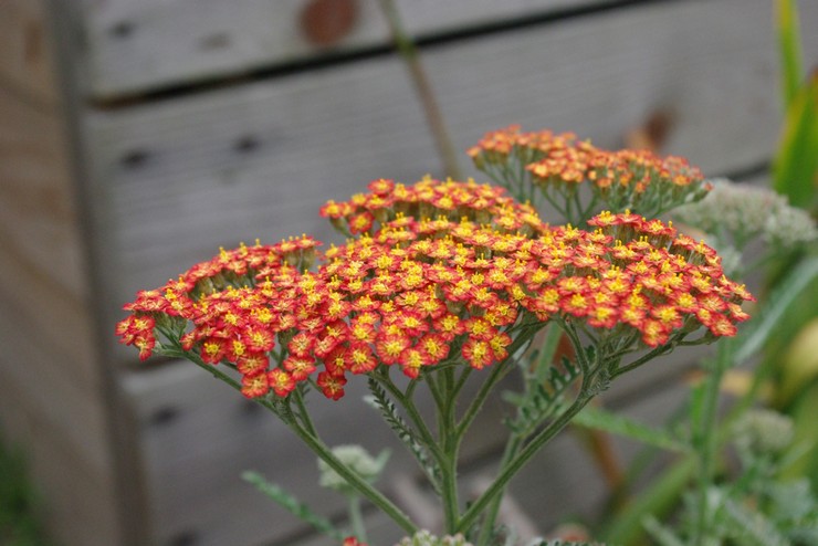 Yarrow -laji