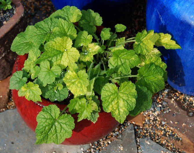 Χαλαρό και ελαφρύ χώμα είναι κατάλληλο για την καλλιέργεια tolmiya.