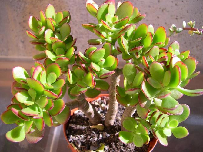 Pasning af en tyk kvinde derhjemme