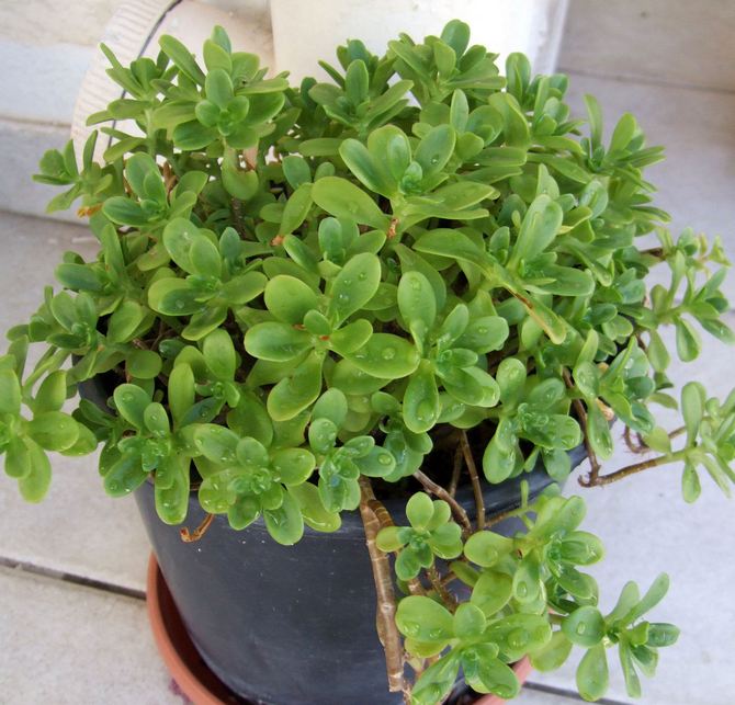 Vanding på meget varme dage skal udføres to gange om ugen. Ved normale temperaturer er en gang nok.