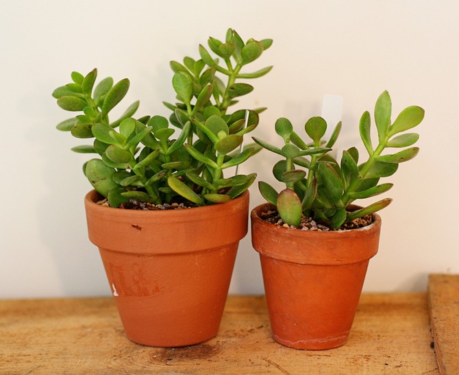 Reproduktion af en tyk kvinde