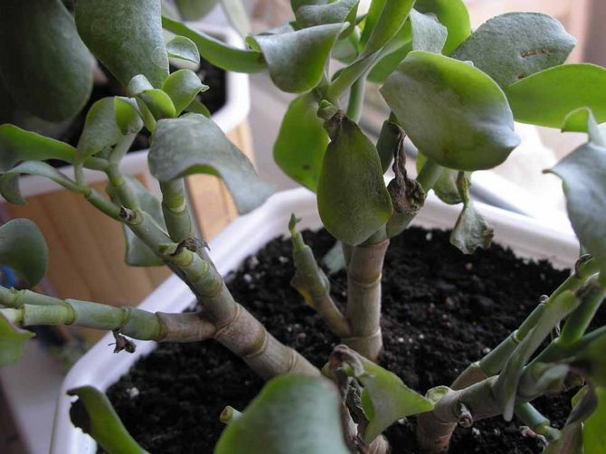 Problemer ved dyrkning af Crassula