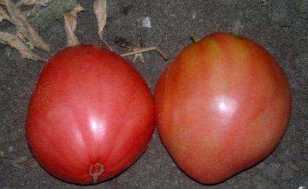 Kylvömaata on tiivistettävä hieman ja kasteltava etukäteen. Sen jälkeen siemenet peitetään enintään 1 cm: n maaperällä, ja kasvihuoneilmiön luomiseksi laatikko voidaan asettaa päälle