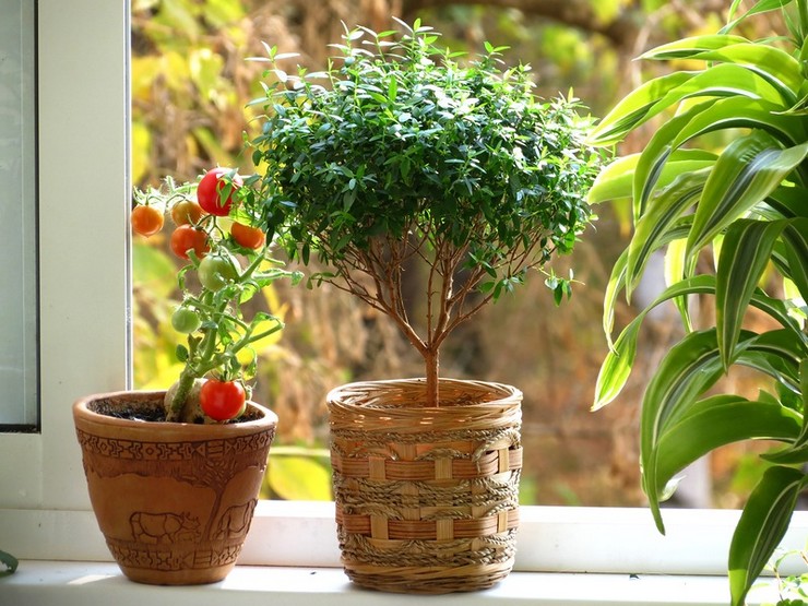 Tuoksuva myrtti on kukkiva sisäpensas, jota suositellaan vastasyntyneiden häihin.