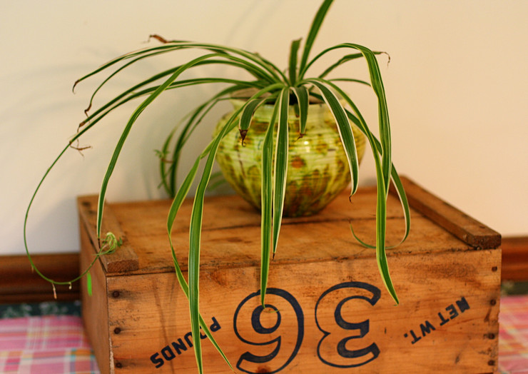 Monet klorofytumin omistajat sekä kokeneet kukkaviljelijät tietävät myös tämän lemmikkieläimen parantavat ominaisuudet.