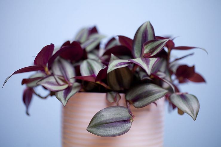 غرفة tradescantia
