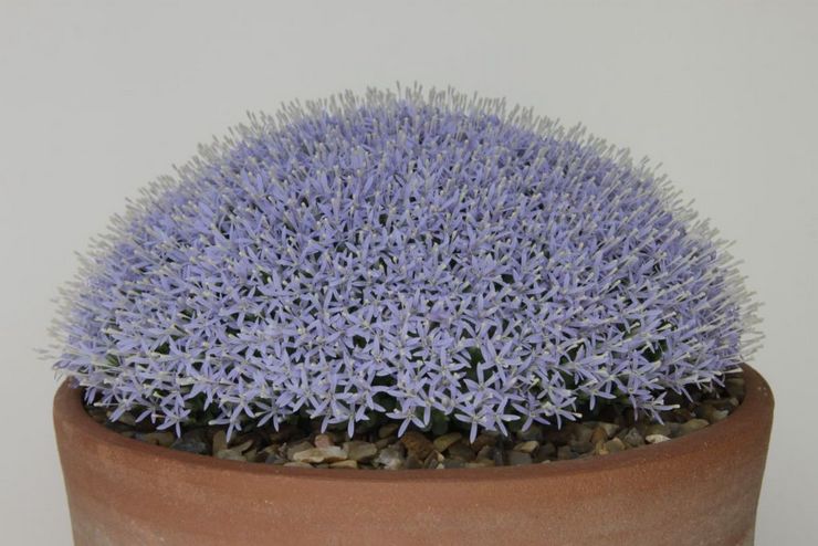 Woodruff -henkitorvi