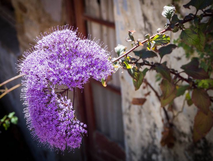 Trakeelin kasvatusmenetelmät