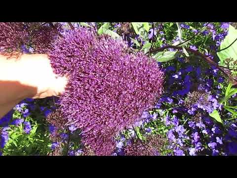 Herkät trakeeliukukat 8.6.2018