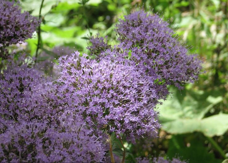 Trakeeliumin sininen